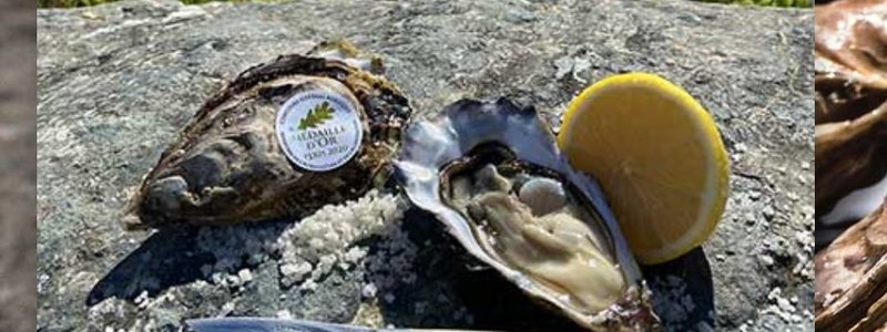 Des huîtres à Sucy, en direct de l’île de Ré 