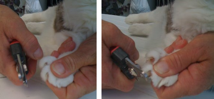 Comment Couper Les Griffes De Votre Chat Sur Le Toutsucy Com Comment Couper Les Griffes De Votre Chat Sur Le Toutsucy Com