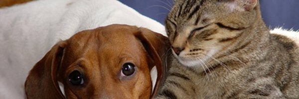 Votre chien ou votre chat souffre de la chaleur