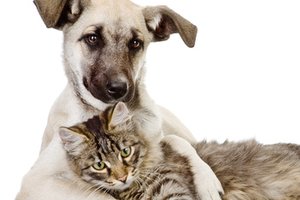 Quelles friandises puis-je donner à chat ou mon chien ??