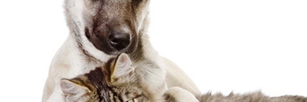 Quelles friandises puis-je donner à chat ou mon chien ??