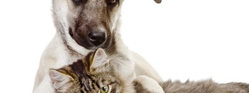 Quelles friandises puis-je donner à chat ou mon chien ?? 