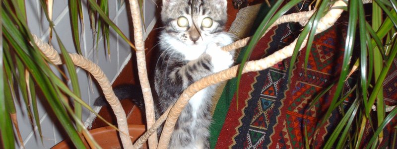 Votre chat gratte et urine dans vos plantes.