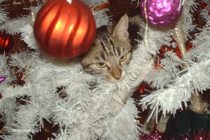 Bientôt Noël attention à votre sapin