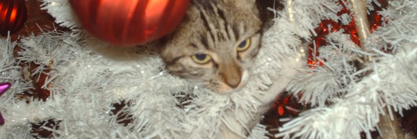 Bientôt Noël attention à votre sapin