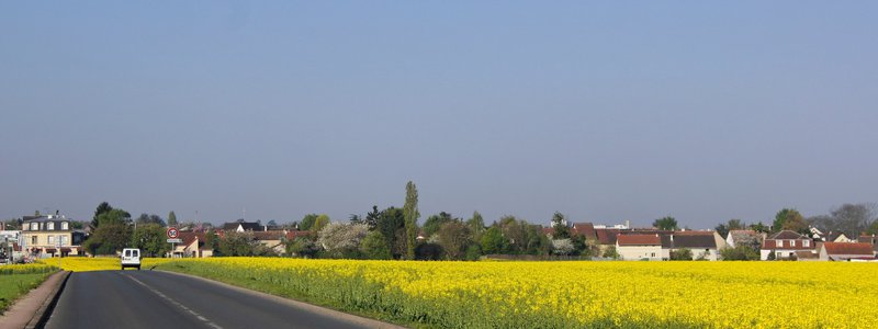 Faut-il faire des habitants de Noiseau une espèce protégée au même titre que les grenouilles rousses ? wikipédia