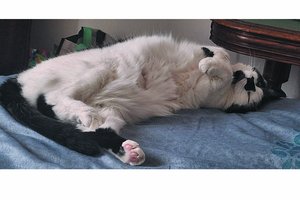 L’attachement du chat à « sa »maison