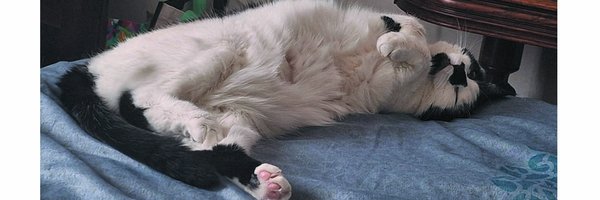 L’attachement du chat à « sa »maison
