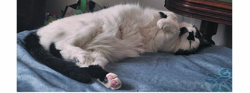 L’attachement du chat à « sa »maison 