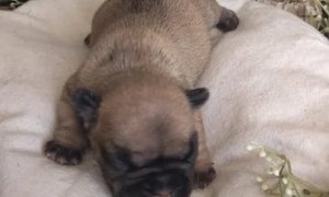 Illustration de l'annonce Chiots Bouledogue français