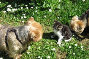 Mettez des huiles essentielles dans votre aspirateur