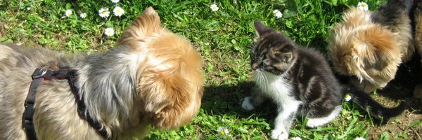 Mettez des huiles essentielles dans votre aspirateur