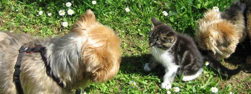 Mettez des huiles essentielles dans votre aspirateur 